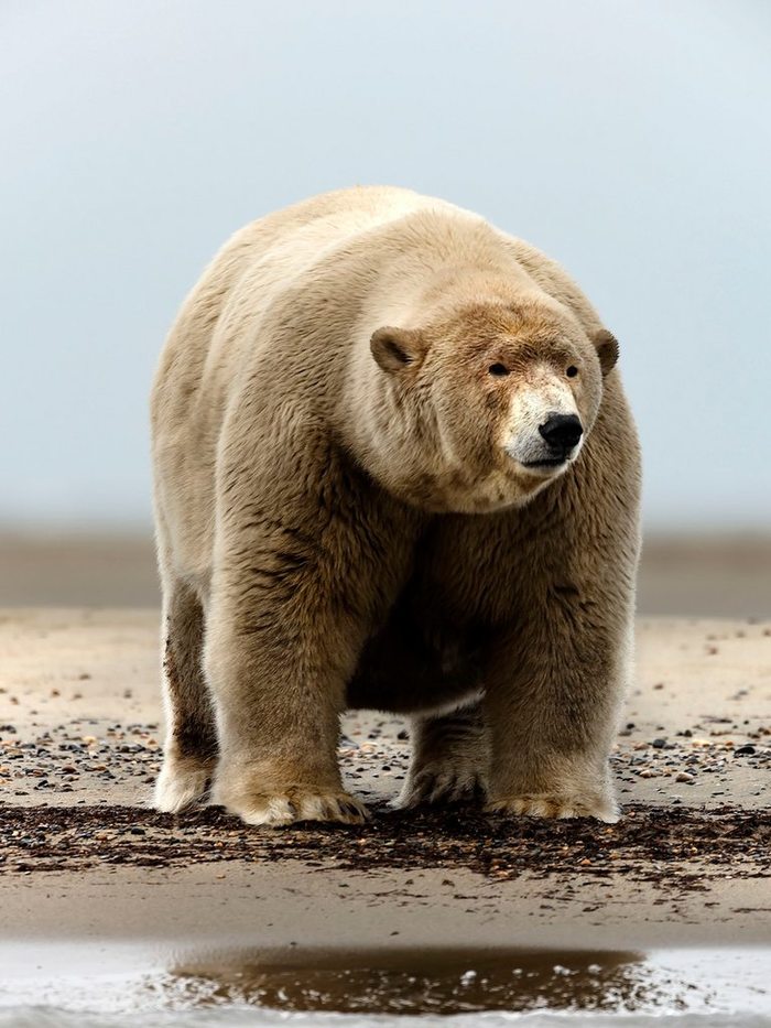 ��������� ��� ��������?...