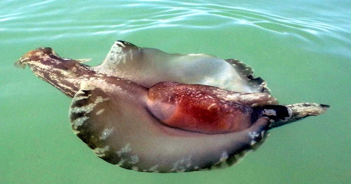 Аплизия Морской Заяц