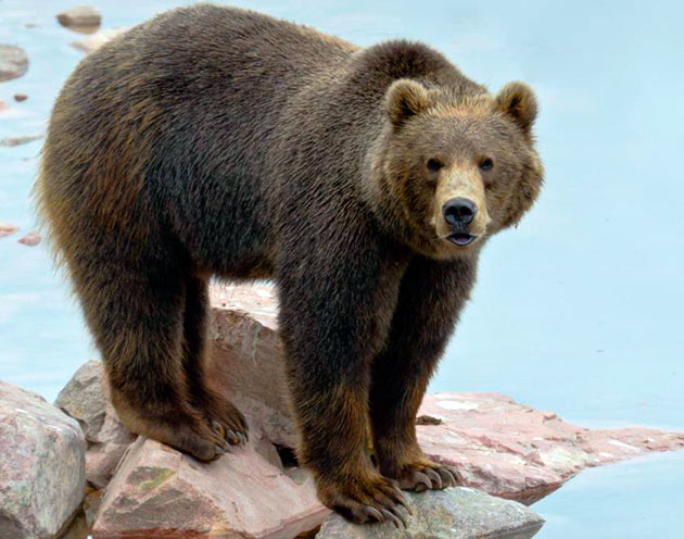Животным 2022 года в Эстонии выбран бурый медведь | Пикабу