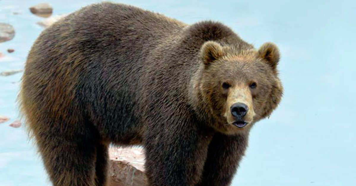 Strong bear. Бурый медведь. Бурый медведь обыкновенный.. Калифорнийский бурый медведь. Дальневосточный медведь.