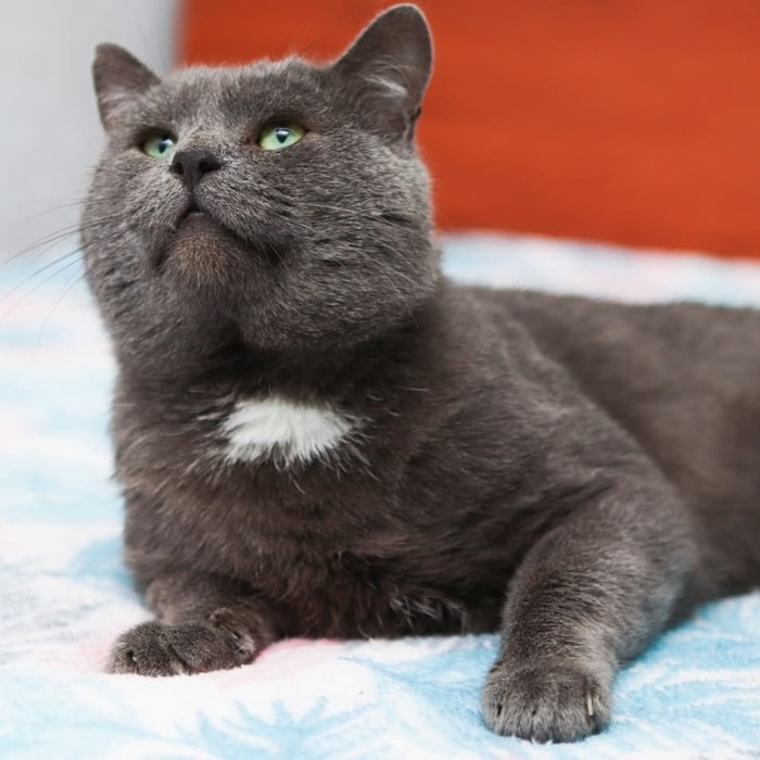 Кот в добрые руки.Без рейтинга.Ногинск | Пикабу