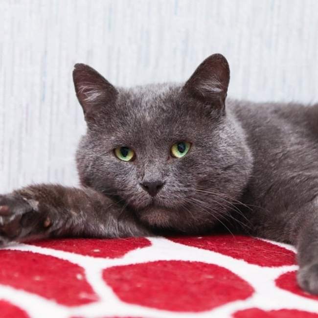 Кот в добрые руки.Без рейтинга.Ногинск | Пикабу