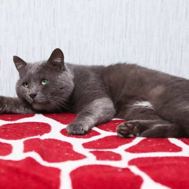 Кот в добрые руки.Без рейтинга.Ногинск | Пикабу