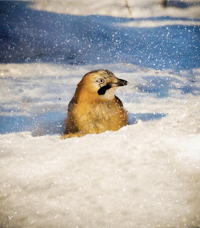 � ����� ������ � ������ �� �������