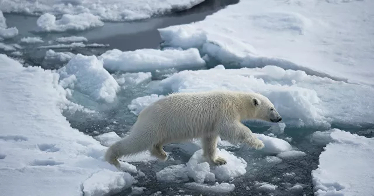 Арктика жизнь белого медведя. Гремиха белый медведь. Белый медведь архипелаг новая земля. Белые медведи в Арктике. Белый медведь в России.