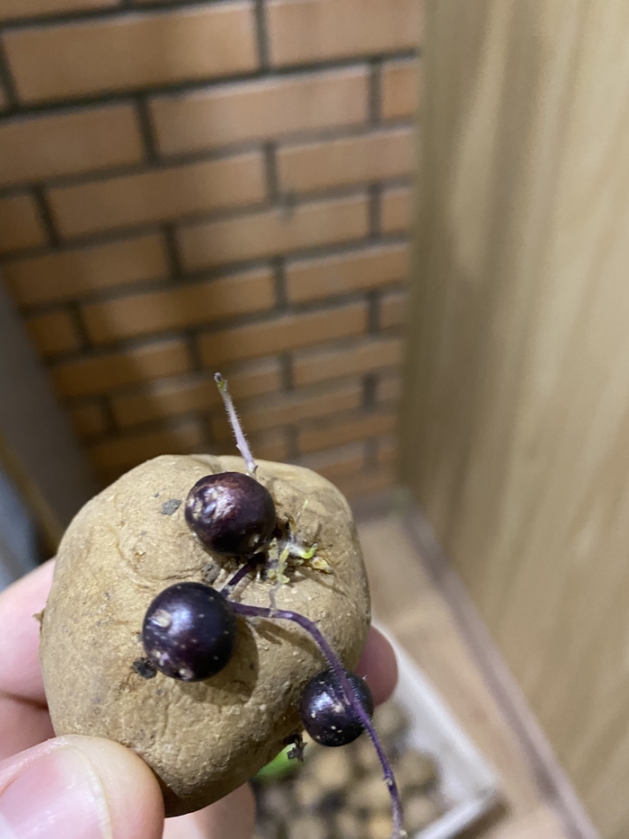 Смородина из картошки