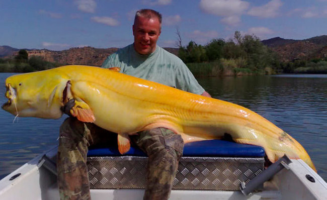 Сом с мутацией окраски