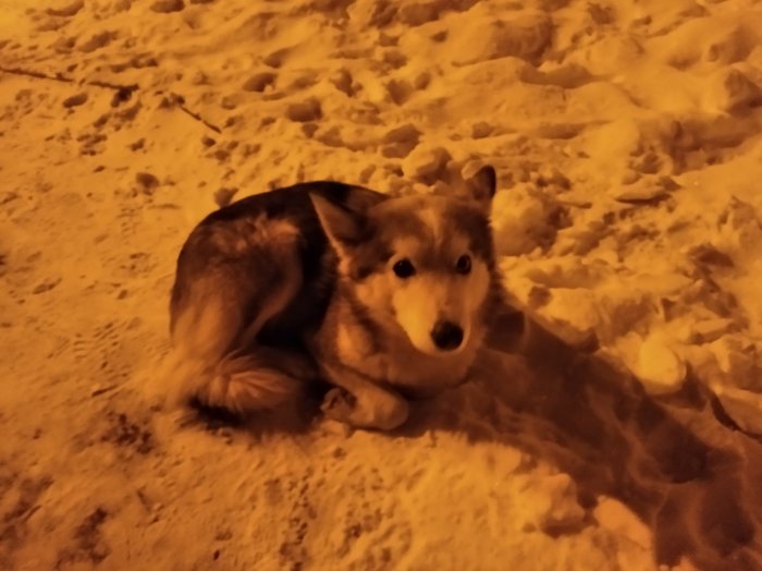 ������ ������� ������