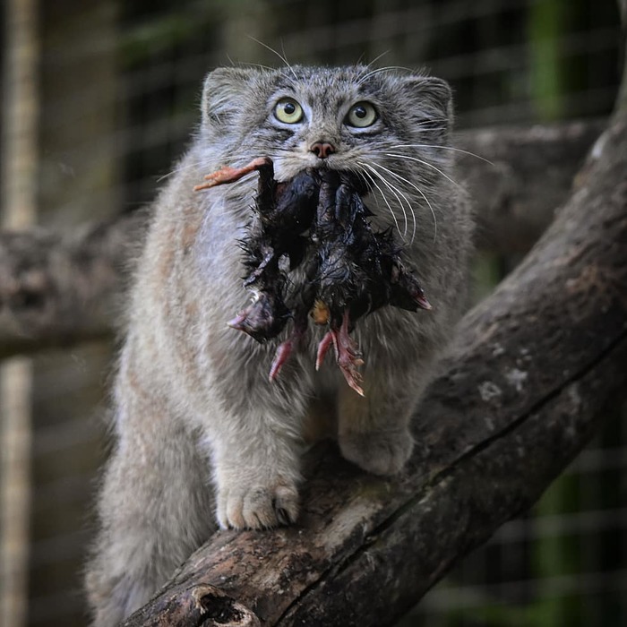 � �� ������ ���������?