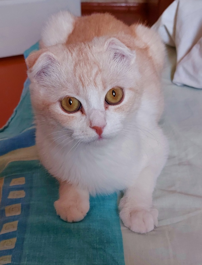 ������ ���