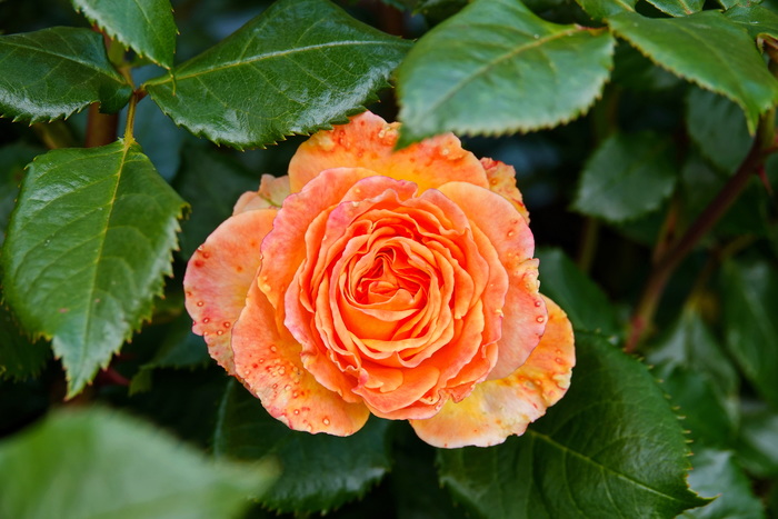 Роза "Метеор"