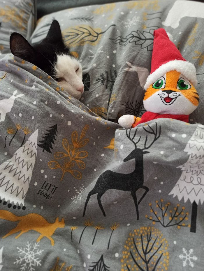 Кошачье счастье