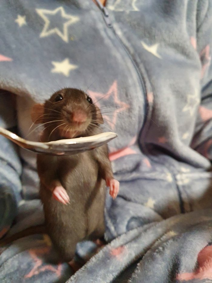 Хорошие крыски - не кушают из миски