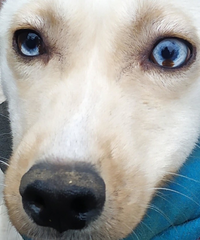 Собака с небесными глазами в поисках дома