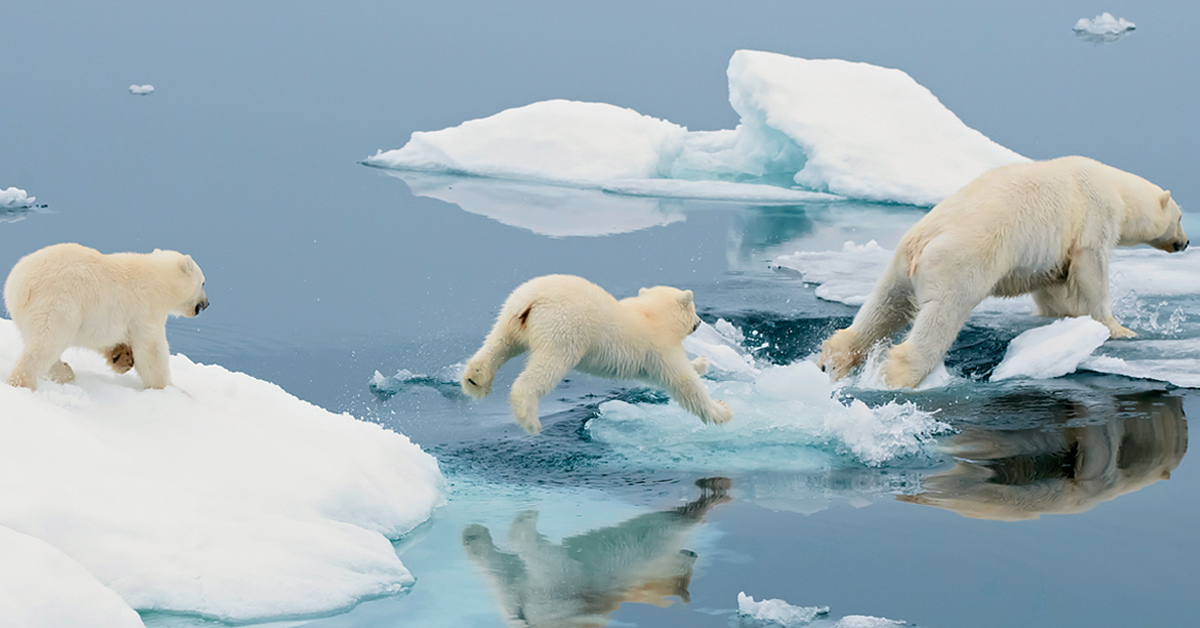 Образ жизни белой. День белого полярного медведя (International Polar Bear Day). Образ жизни белого медведя. Белый медведь на праздник. Белые медведи на Аляске.