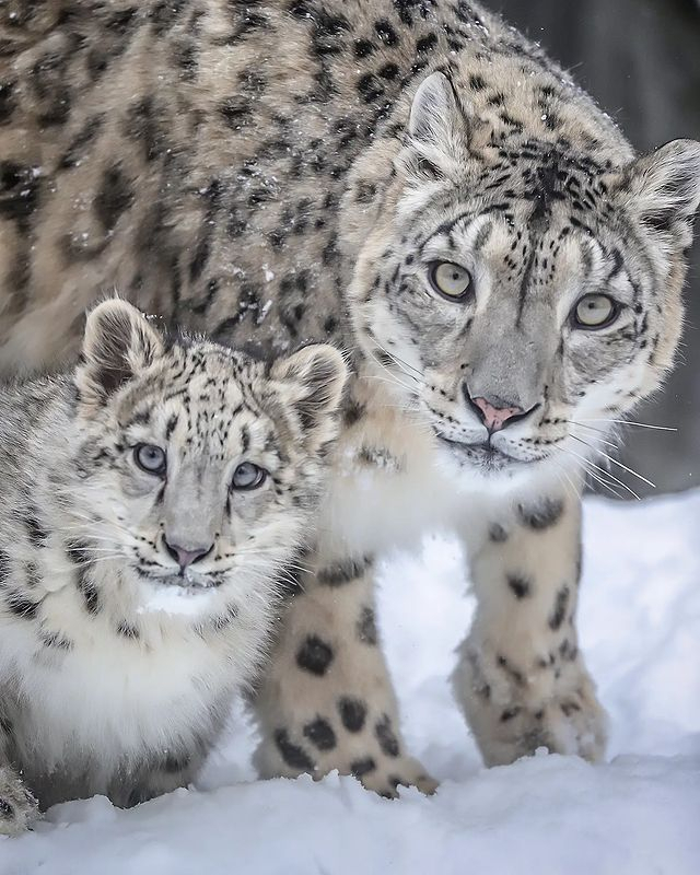 �������������� �������