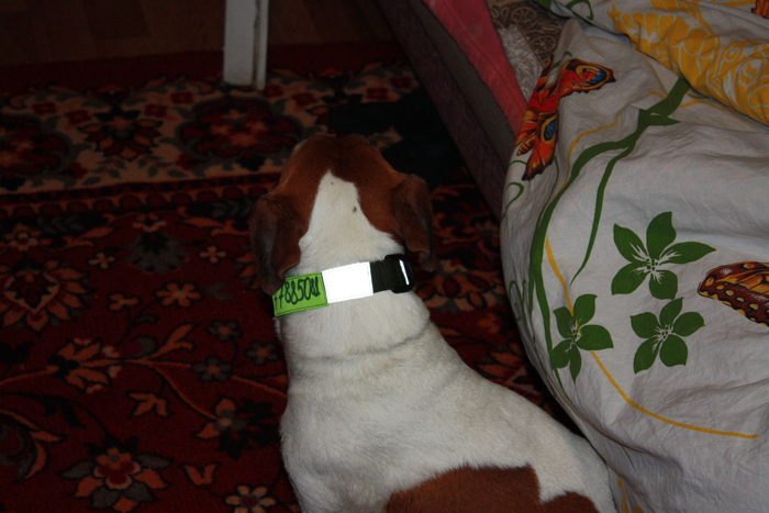 Как улучшить ошейник, чтобы собаку легче было найти | Пикабу