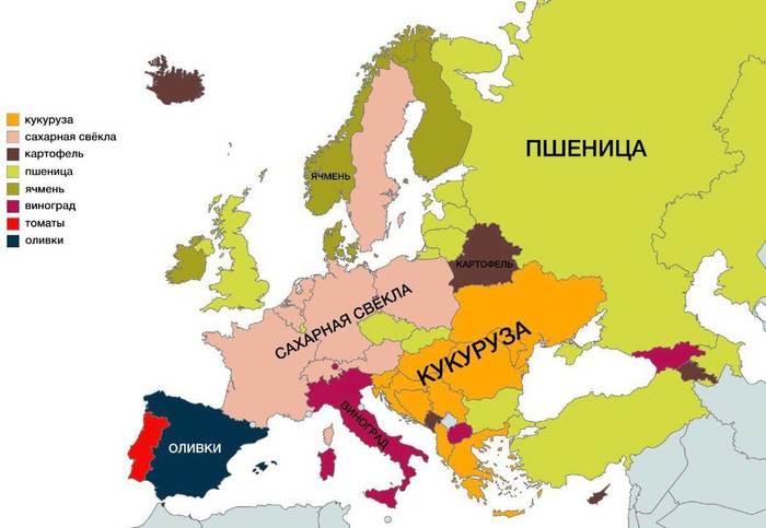 Главное сельскохозяйственное растение в странах Европы