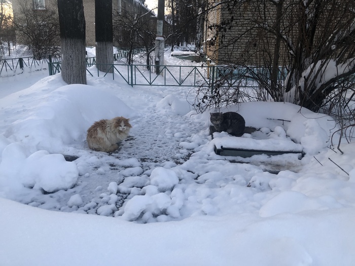 Зимние коты