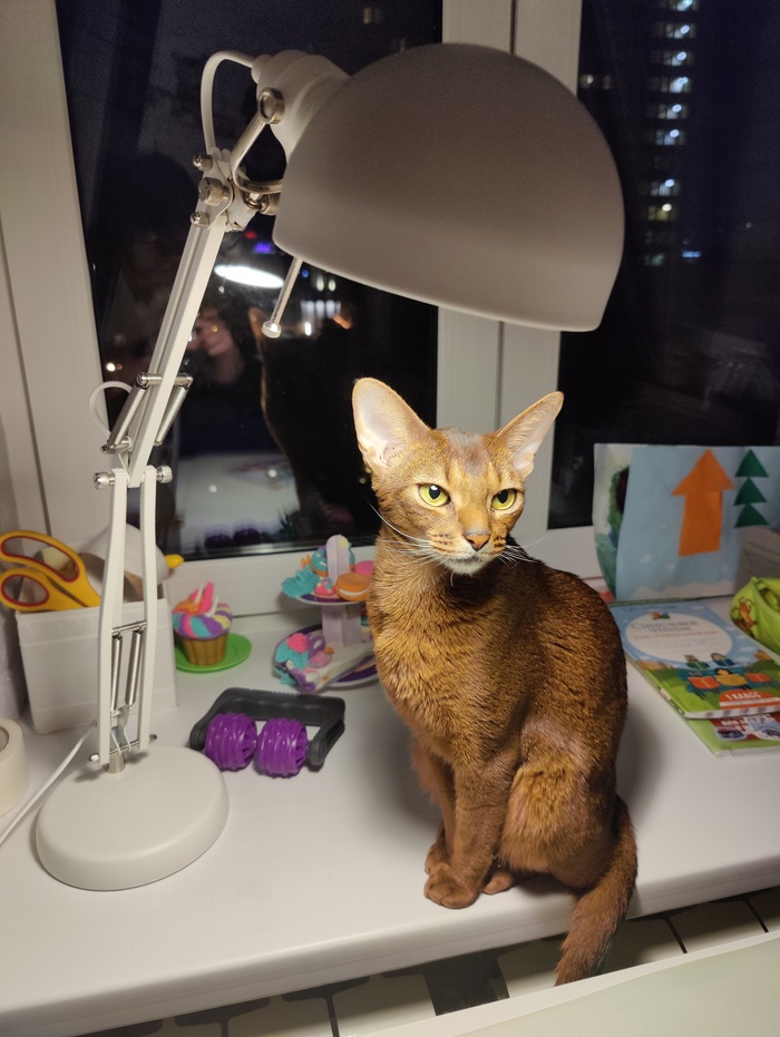 Моя котолампа