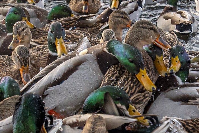   , , ,  ,  , -, , , , The National Geographic, , ,  