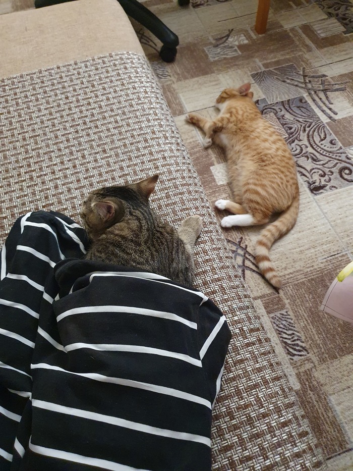 Что сделает настоящий кот, когда свалится с дивана?