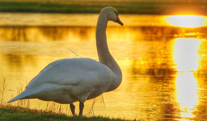 Лебедь | Пикабу