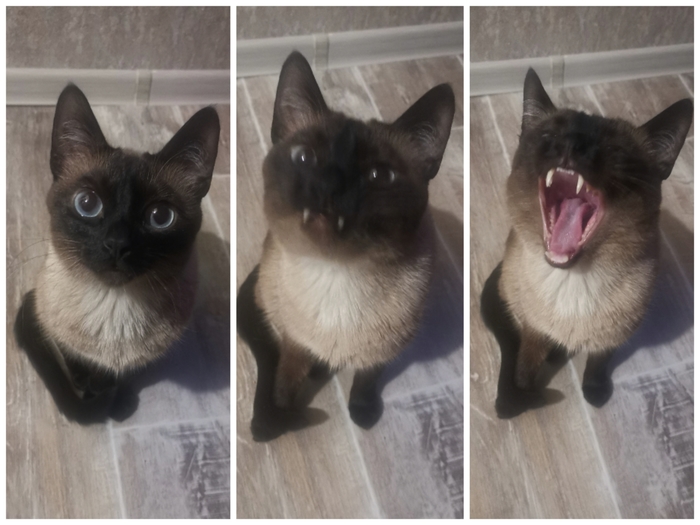 Внезапные позевушки