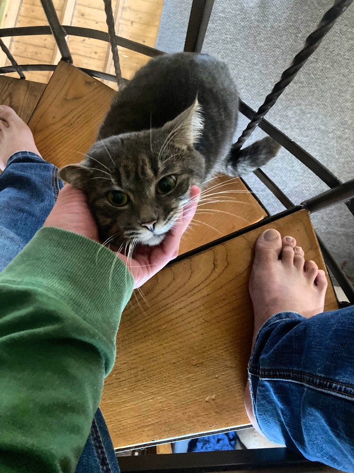 Два года назад я подобрал кота на помойке. Теперь эта