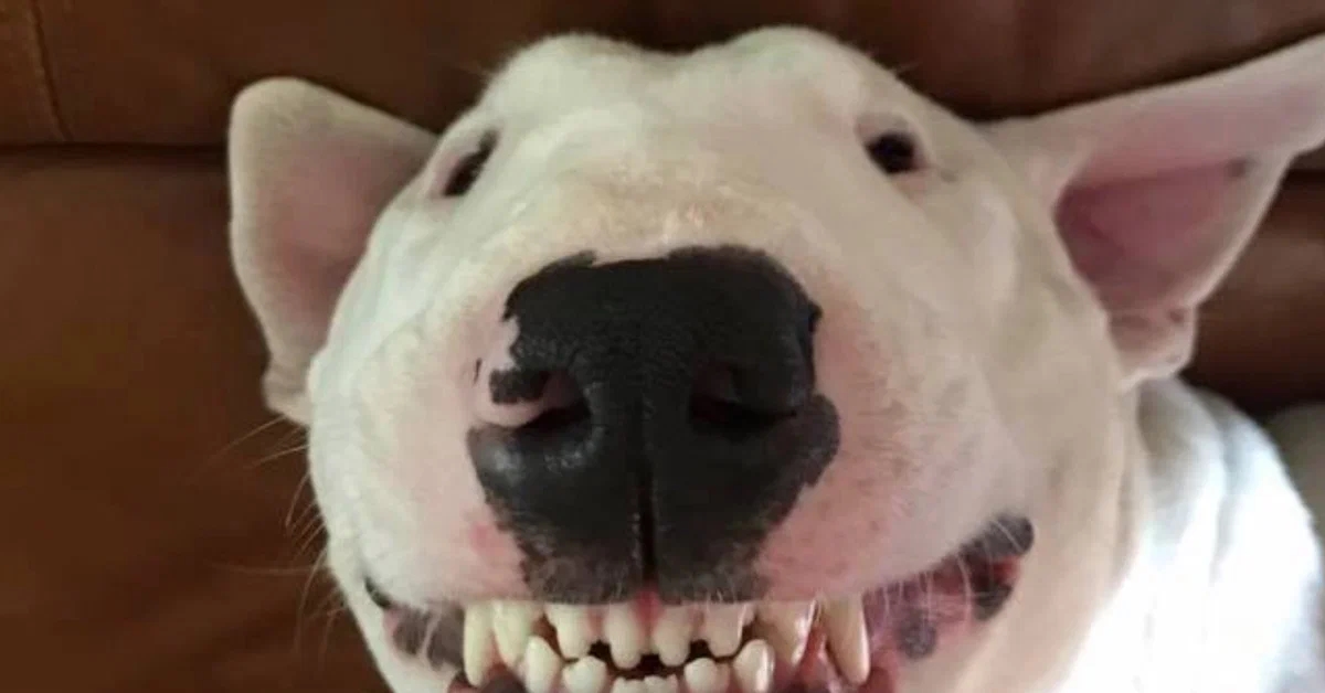 бультерьер дома. бультерьер опасен ли. бультерьер. бультерьер опасен ли. собака убийца порода бультерьер.