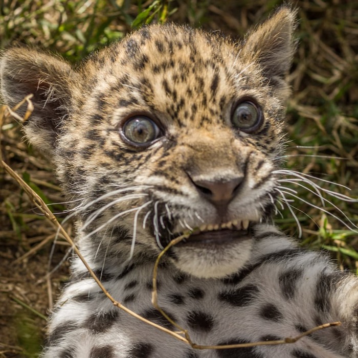 Отпусти меня, чудо-трава