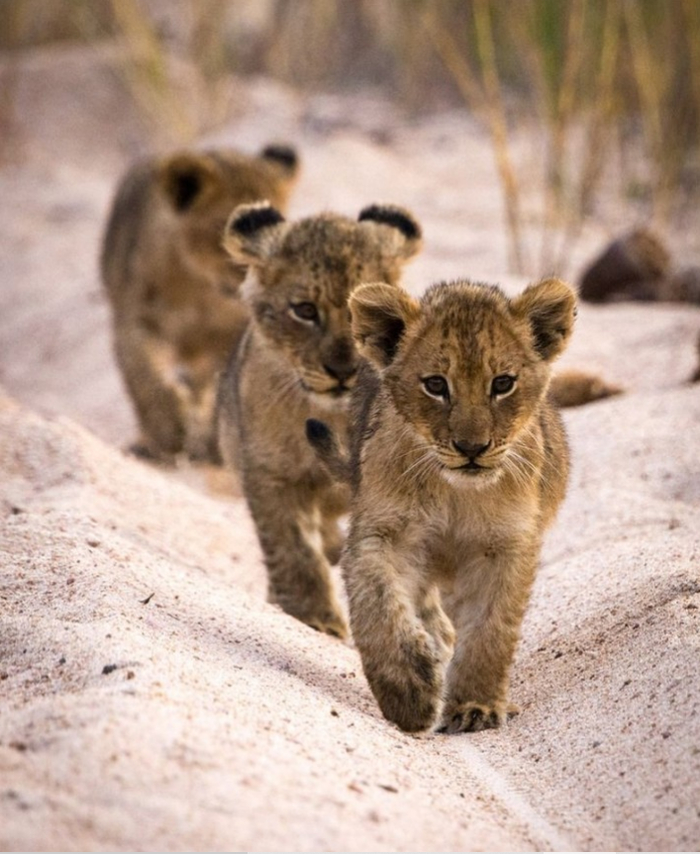 Хищники. Начало