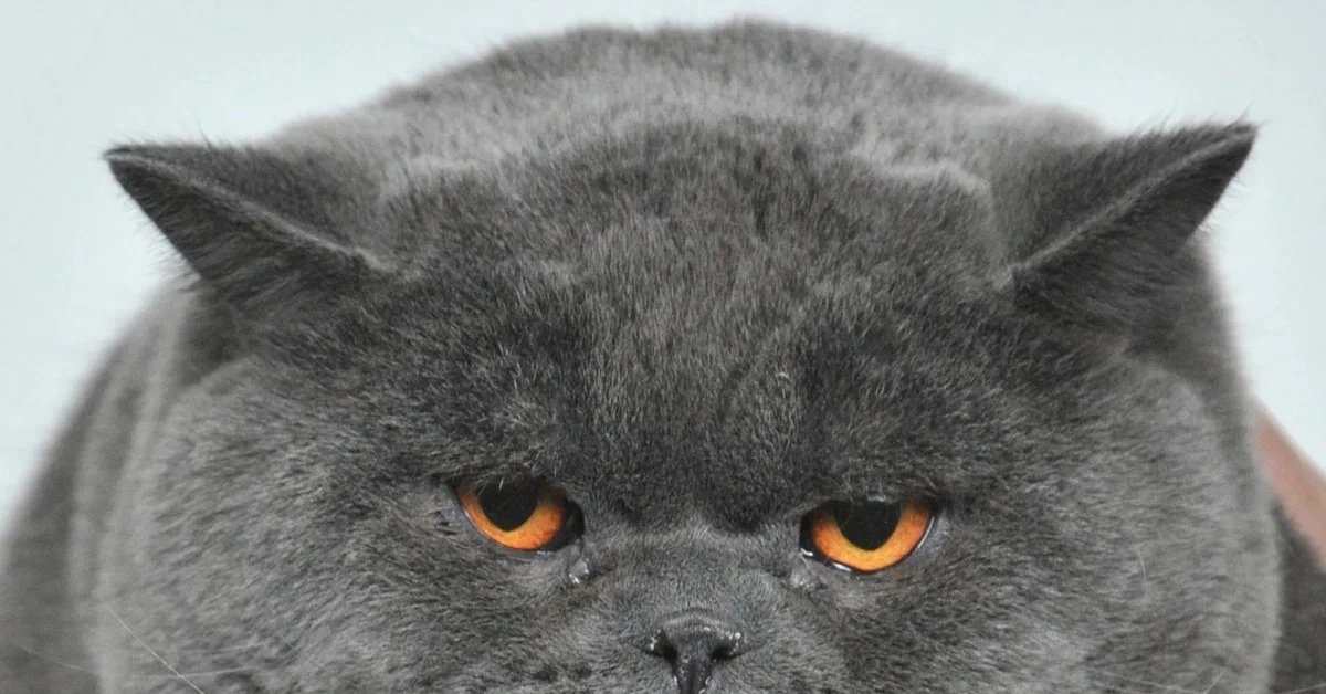 Британская кошка: Характер англичанина. Почему за этой породой закрепился  стереотип злобных кошек? | Пикабу