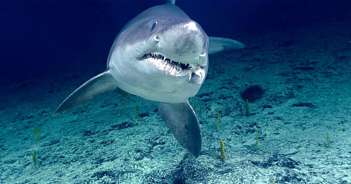 Scary shark. Акула. Тигровая акула. Акула фото. Белая акула фото.