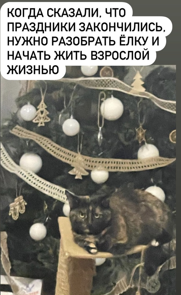 ��� ����