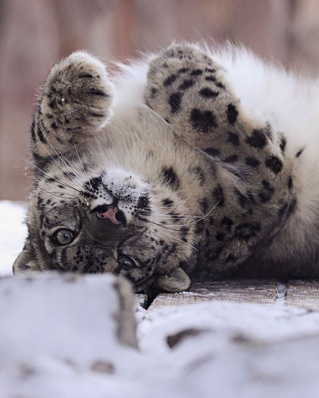 Пузико погладить не хотите?