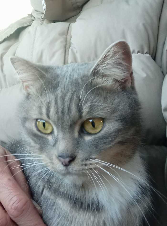 Красавица Шанель в добрые руки