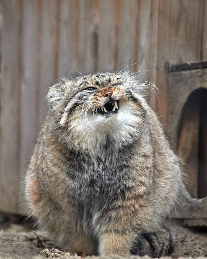 Злобная милота