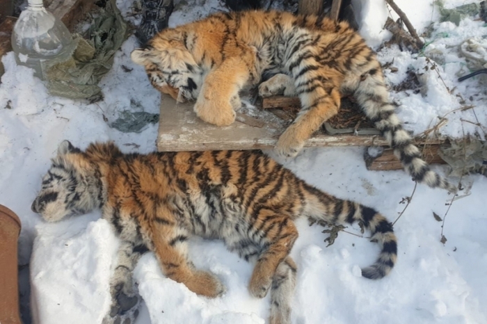 Установлена точная причина гибели двух тигрят в хабаровском крае