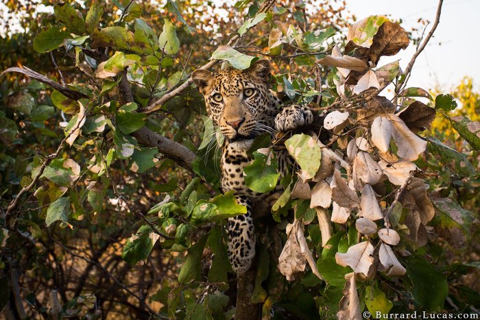 Котик в засаде