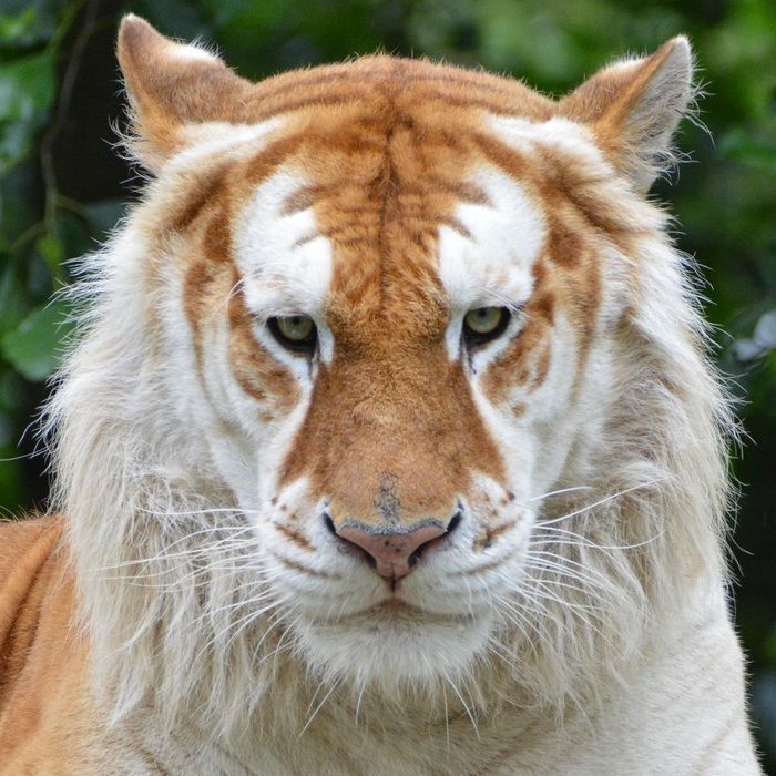 Золотой тигр