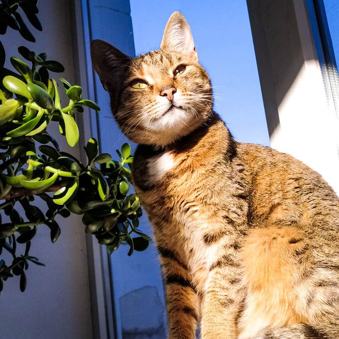 Кошки все понимают, если дать им всю любовь