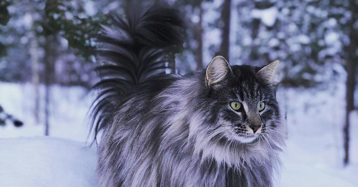 Сибирская лесная кошка