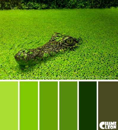 Какого цвета крокодил? Животные, Крокодилы, Пензенский океанариум, Длиннопост