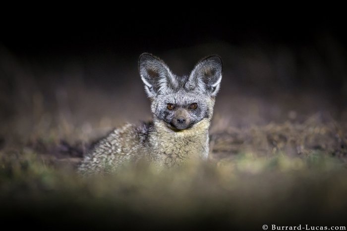  (Bat-eared fox)