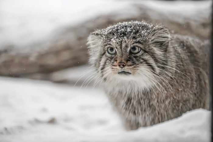 Котику грустно... Погладь кота!