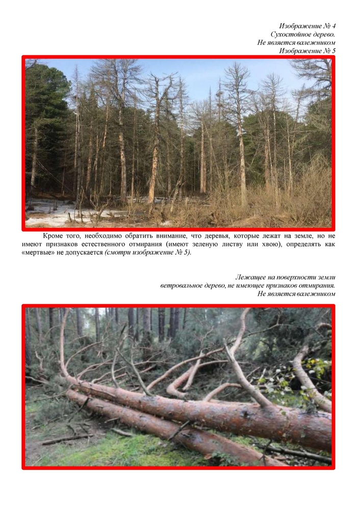 Памятка по сбору валежника Закон, Лес, Право, Штраф, Длиннопост