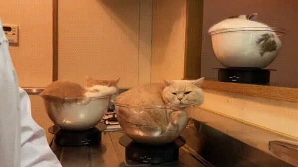 Приготовление котиков