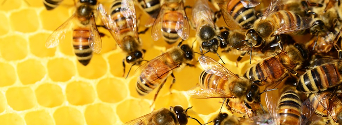 Правда ли, что, если пчёлы вымрут, человечество вскоре тоже ждёт гибель? Познавательно, Интересное, Сельское хозяйство, Ученые, Исследования, Научпоп, Биология, Пчелы, Пчеловодство, Экология, Борьба с лженаукой, Разрушители мифов, Наука, Длиннопост