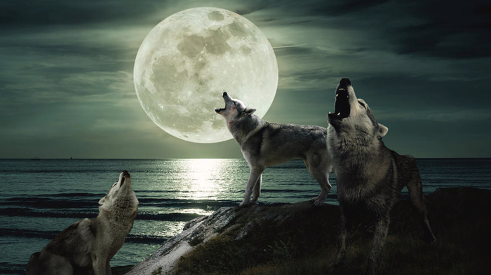    (Wolf Moon):      , , , , , , , 